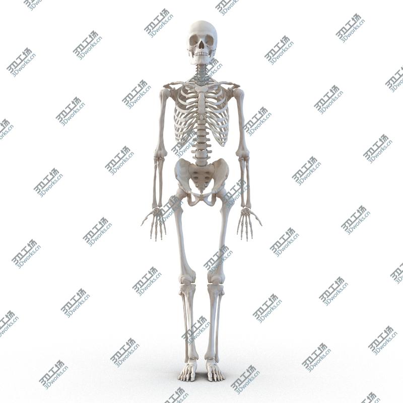 images/goods_img/20210313/Human Male Skeleton/5.jpg